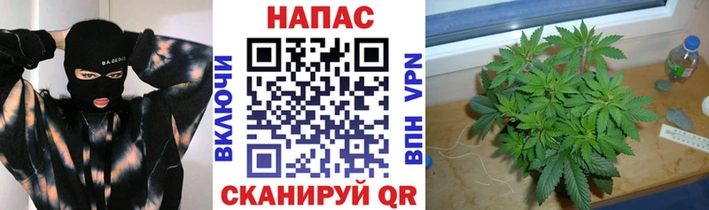 Бошки Шишки план Калуга